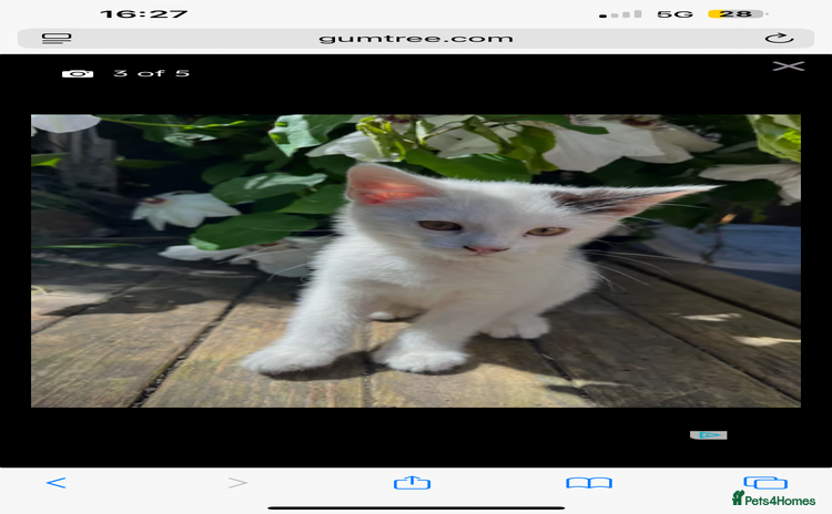 Mixed Breed cats - Advert 3