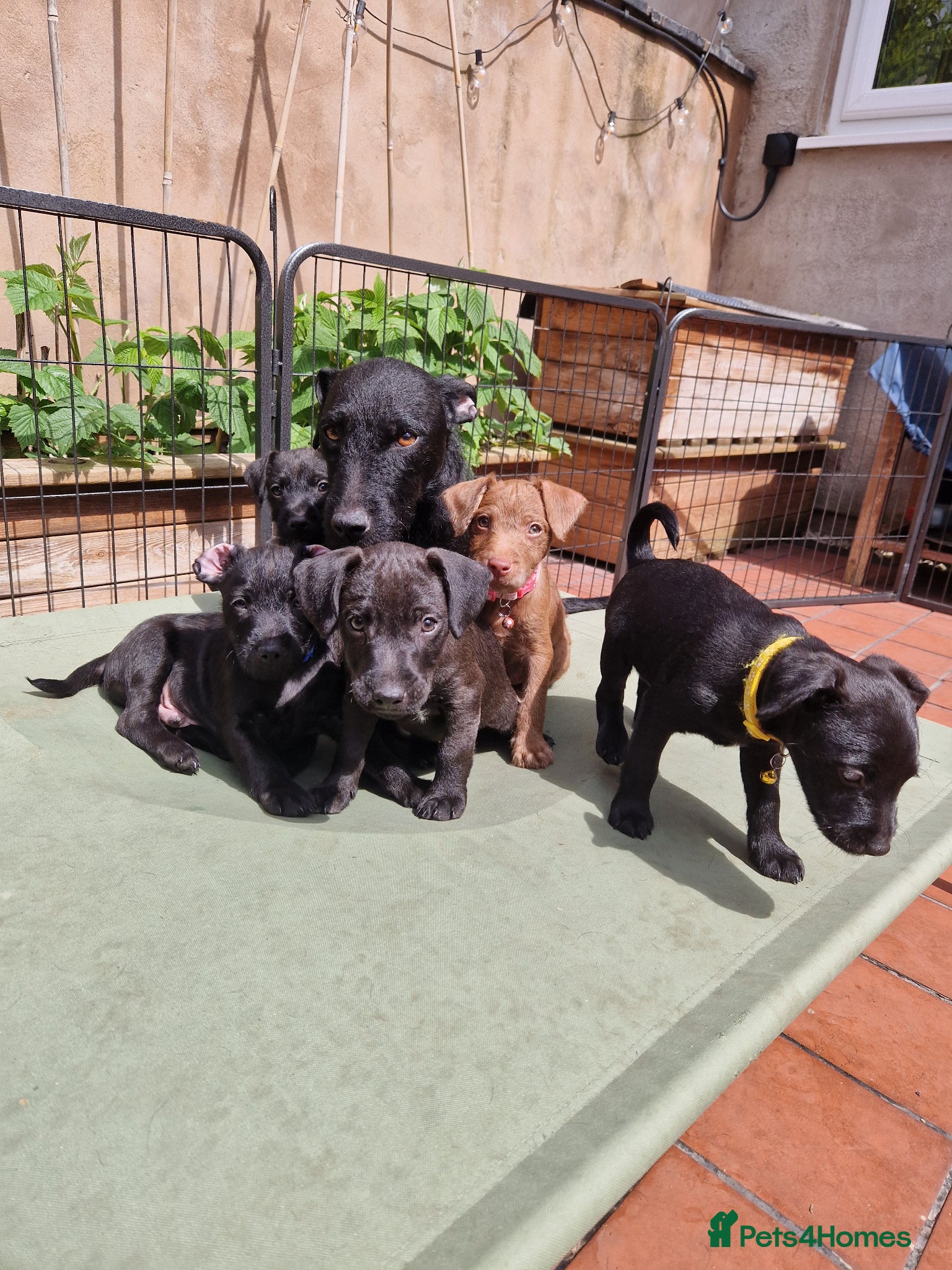 Patterdale Terrier dogs Patterdale Terrier Puppies - Advert 3