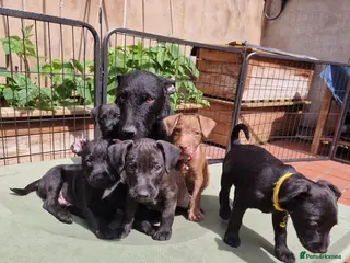 Patterdale Terrier dogs Patterdale Terrier Puppies - Advert 1