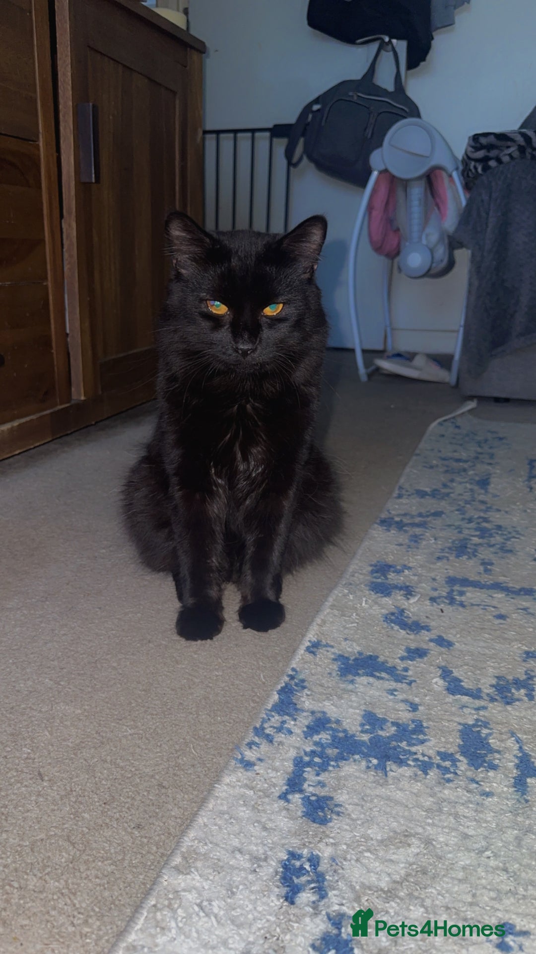 Maine Coon cats for sale: Manie coin crossed British long hair  - Image 1