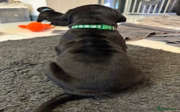 Neapolitan Mastiff dogs for sale:  Neapolitan mastiff puppies Newcastle  - Image 10