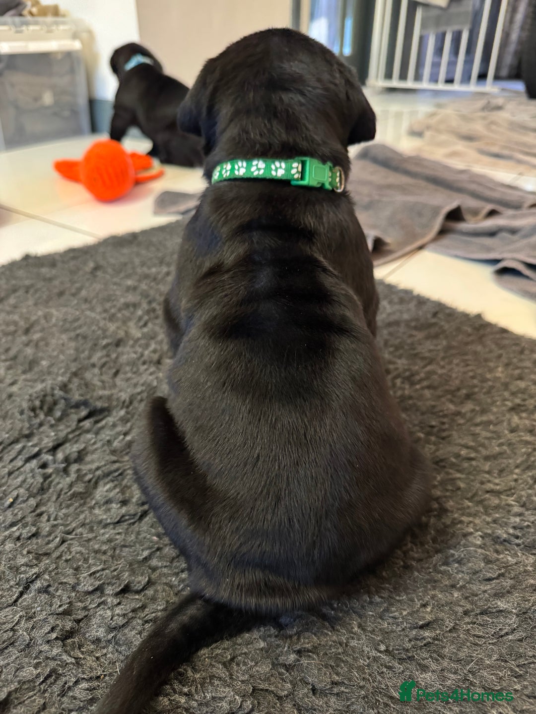 Neapolitan Mastiff dogs for sale:  Neapolitan mastiff puppies Newcastle  - Image 10