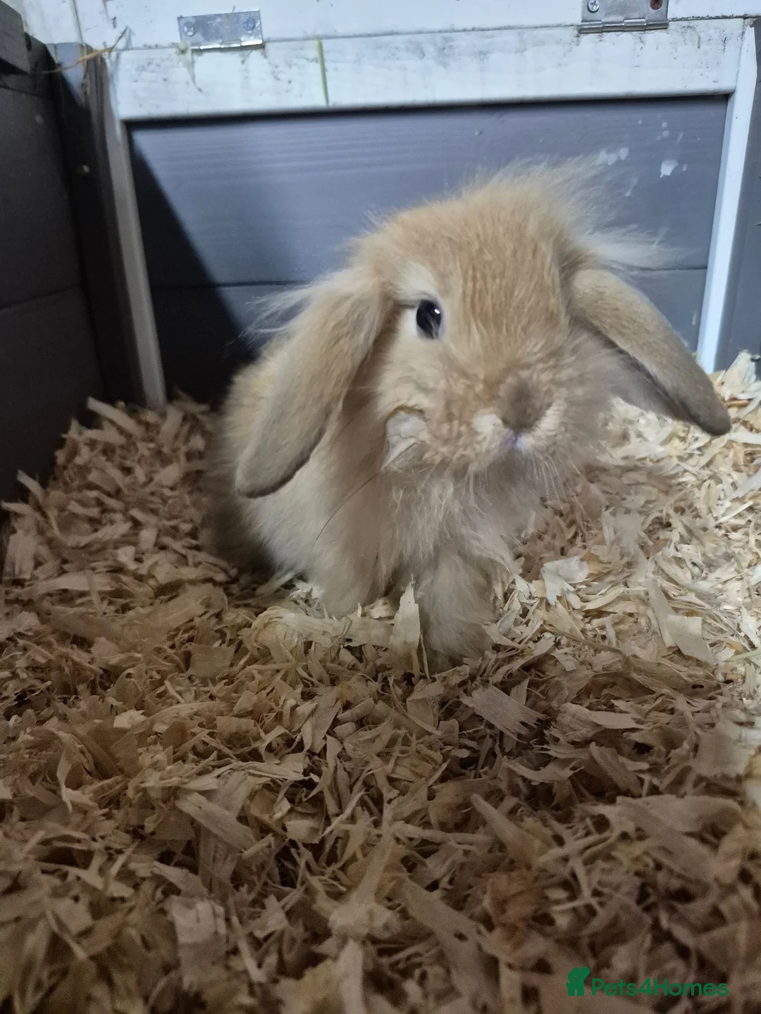 Mini Lion Lop rabbits for sale: 8 week old lionhead lops mixed litter  - Advert 1