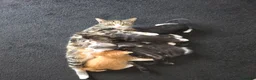 Mixed Breed cats for sale: Mixed breed  in Canvey Island - Advert 2