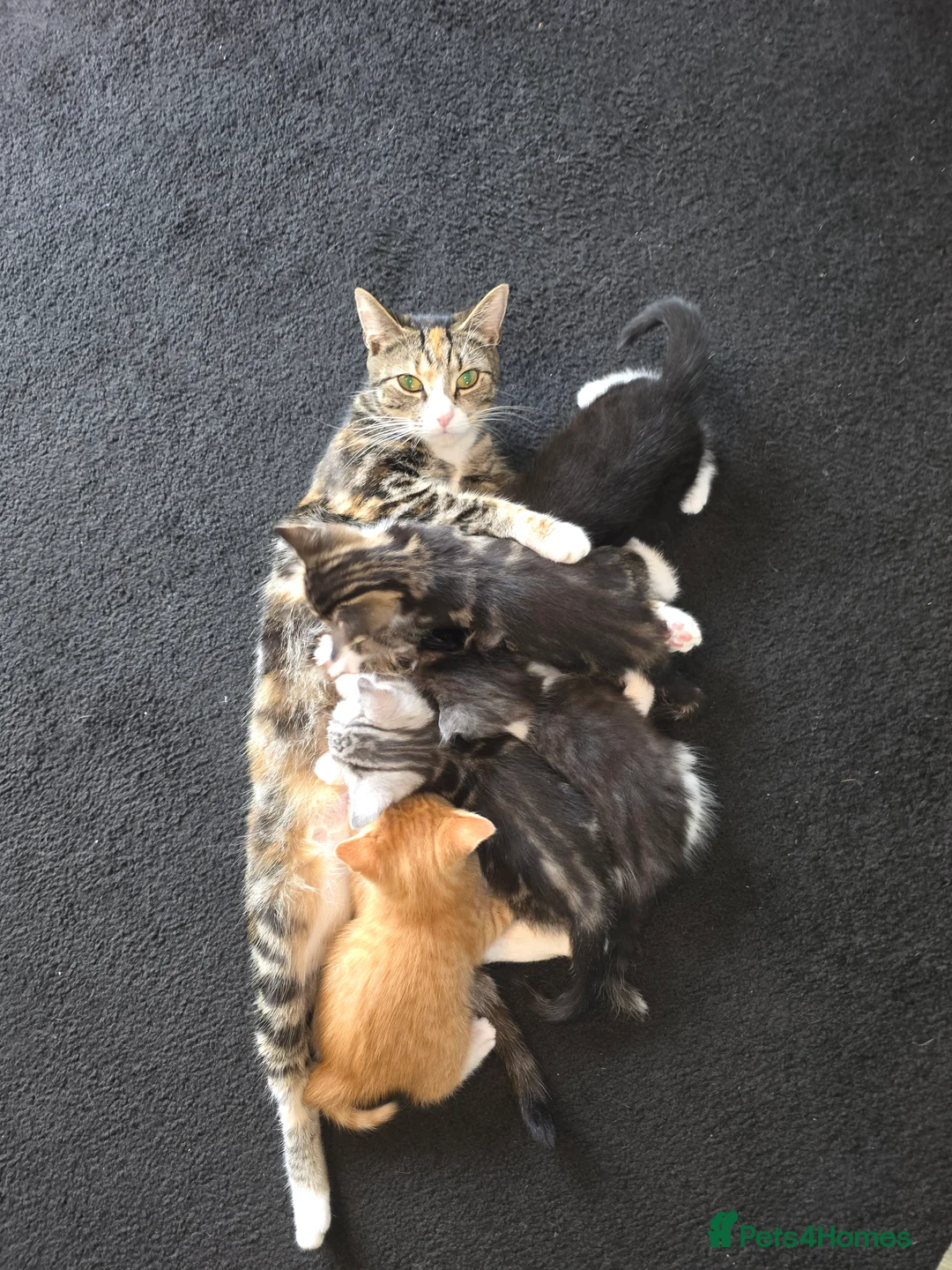Mixed Breed cats for sale: Mixed breed  in Canvey Island - Advert 2