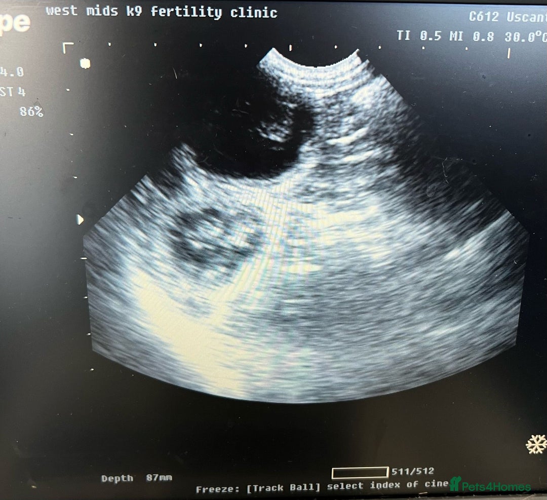 Exotic cats for stud: Exotic Male For Stud in Birmingham - Image 5