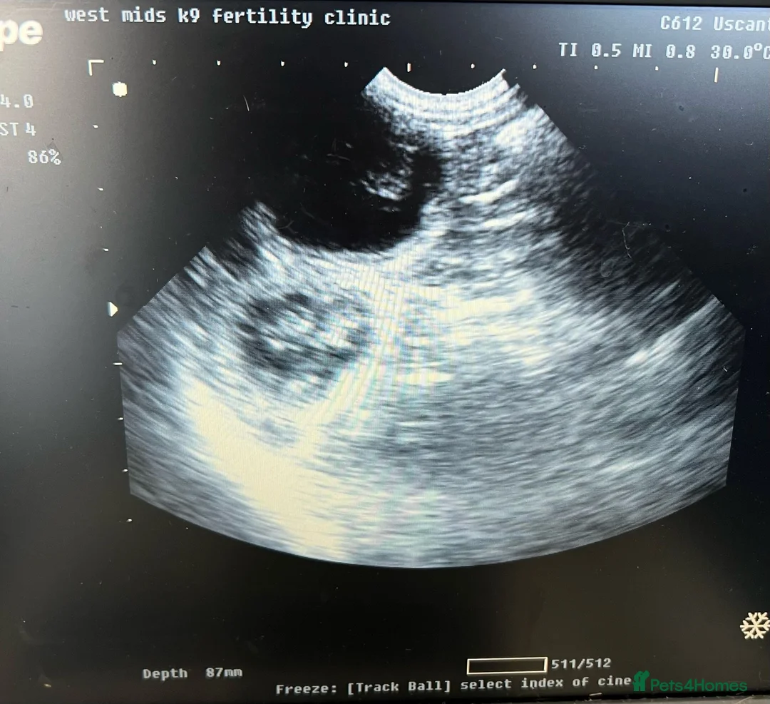 Exotic cats for stud: Exotic Male For Stud in Birmingham - Advert 5