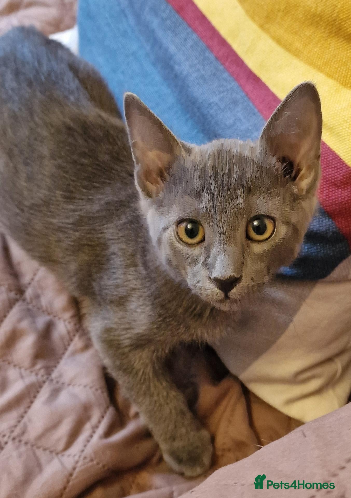 Russian Blue cats Last Russian Blue Boy - Advert 2