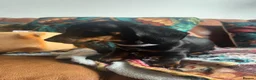 Miniature Dachshund dogs for sale: Miniature dachshund pups - Advert 33