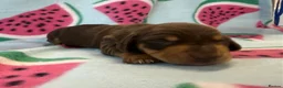 Miniature Dachshund dogs for sale: Kc Reg Smooth Haired Miniature Dachshunds  - Advert 5