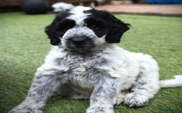Cockapoo dogs for sale: Parti Colour Cockapoos 🌈 - Raised Right ✨ - Image 1