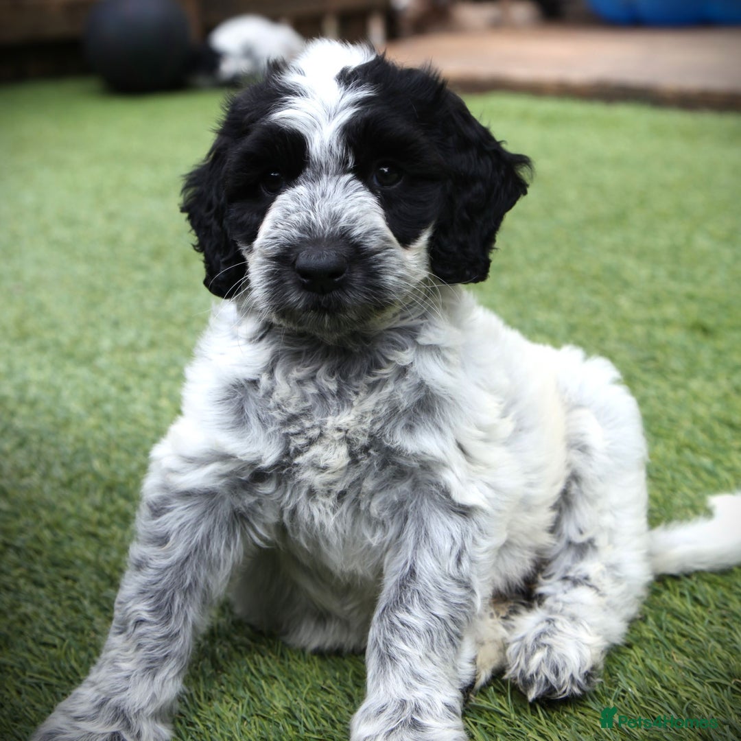 Cockapoo dogs for sale: Parti Colour Cockapoos 🌈 - Raised Right ✨ - Image 1