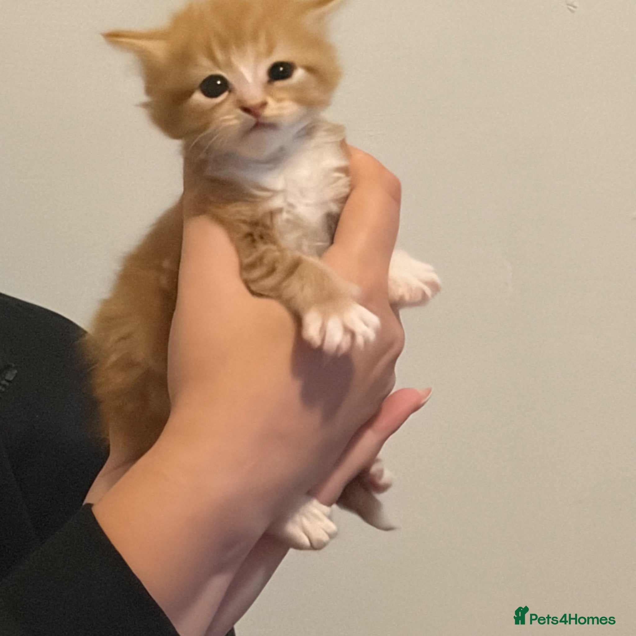 Mixed Breed cats 4 kittens available  - Advert 15