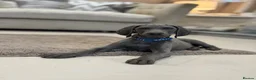 Weimaraner dogs for sale: 🐾✨STUNNING WEIMARANER PUPPIES ✨🐾 - Advert 6
