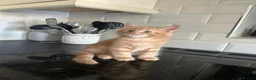 Mixed Breed cats for sale: Ready now, maine coon cross kittens in Tamworth - Advert 5