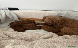 Toy Poodle dogs for sale: Toy poodle . four boys, one girl - Image 3