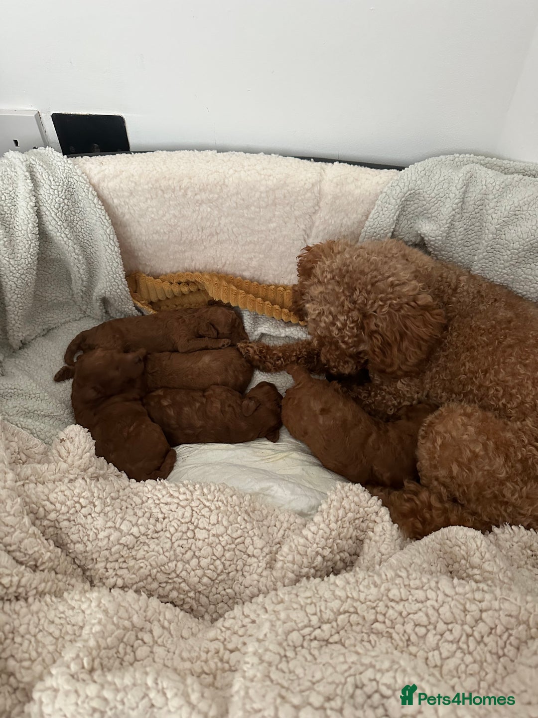 Toy Poodle dogs for sale: Toy poodle . four boys, one girl - Image 3