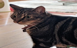 Mixed Breed cats for sale: Mixed Breed Tabby For Sale - Image 2