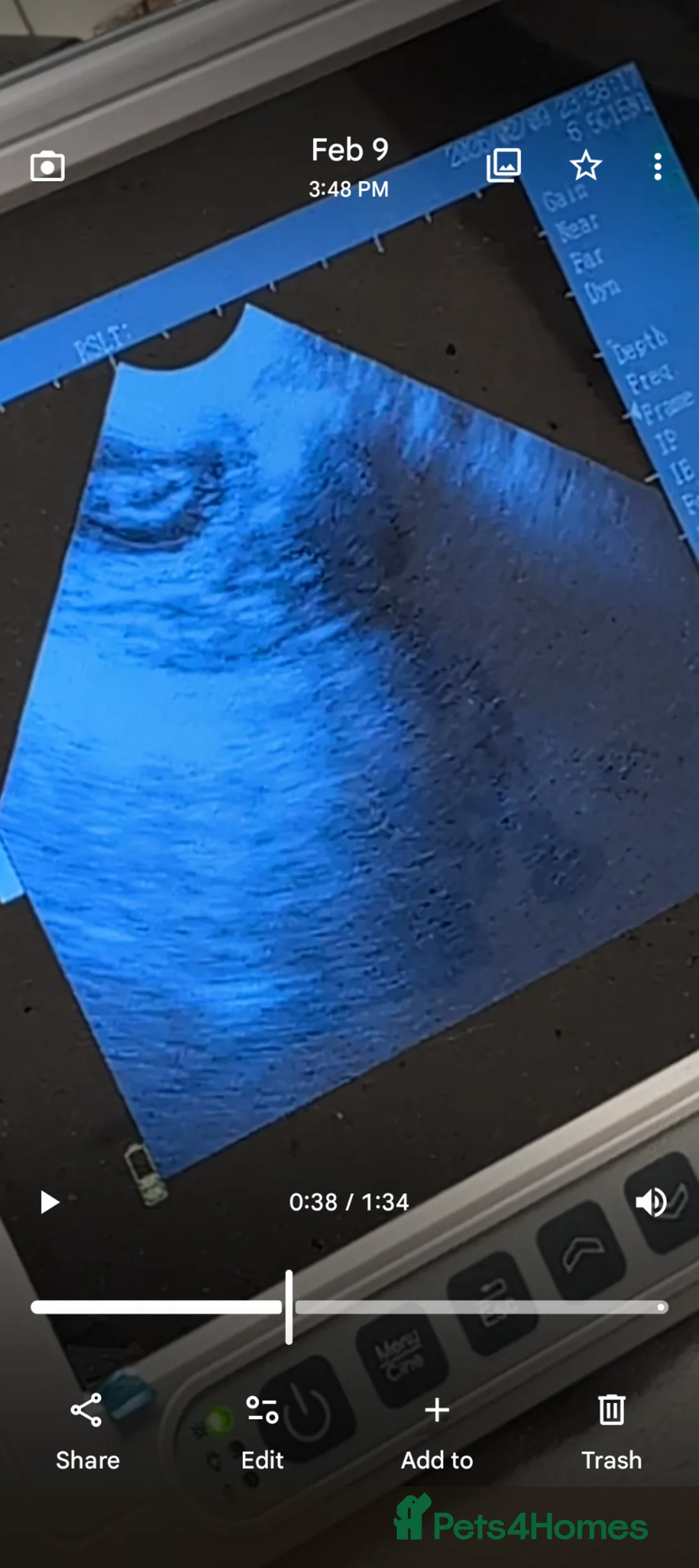 Standard Poodle dogs for sale: Wait list only  - Advert 5