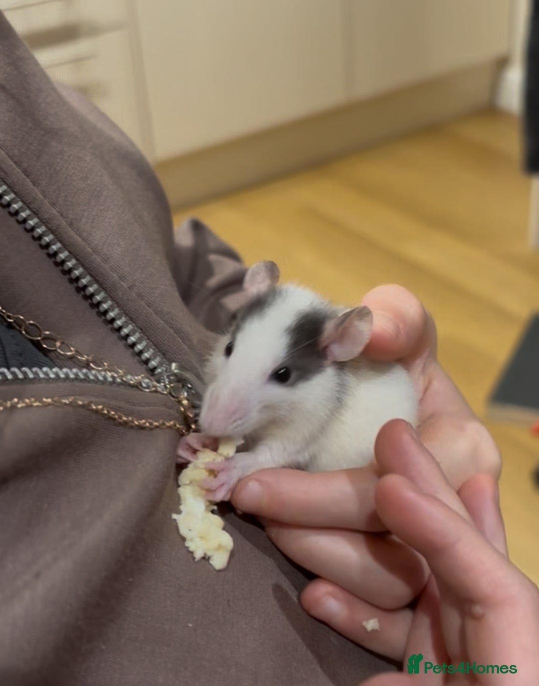 Rat rodents for sale: Baby dumbo rats - Advert 6
