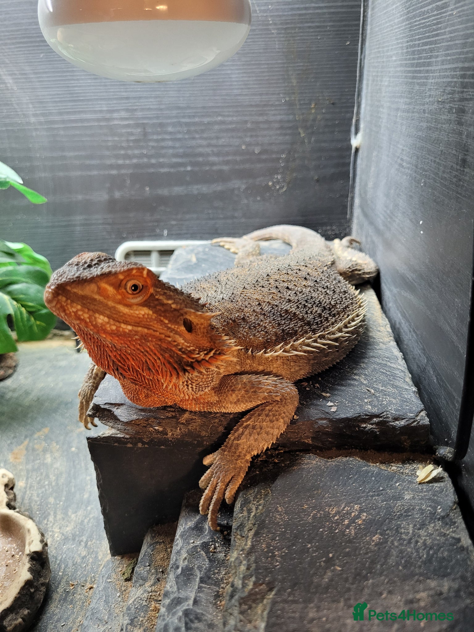 Bearded Dragon reptiles Bearded dragon looking for new home  - Advert 1