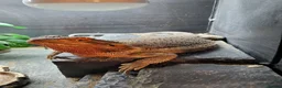 Bearded Dragon reptiles for sale: Bearded dragon looking for new home  - Advert 1