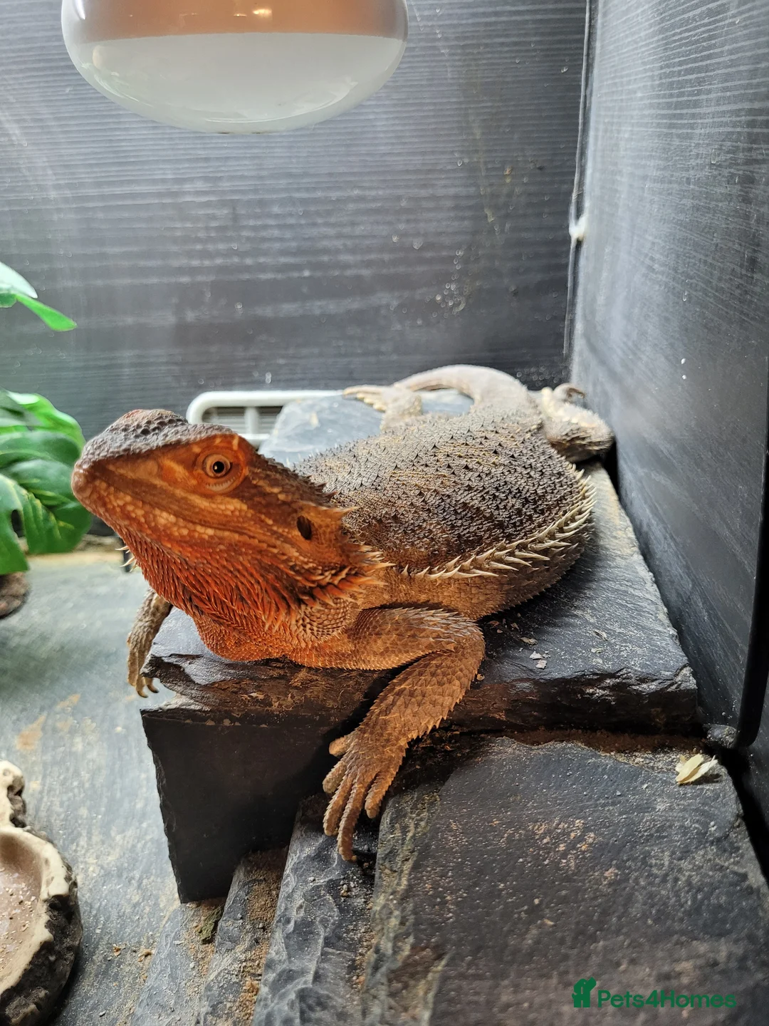 Bearded Dragon reptiles for sale: Bearded dragon looking for new home  - Advert 1