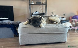 Akita dogs for sale: 4 year old Akita  - Image 7