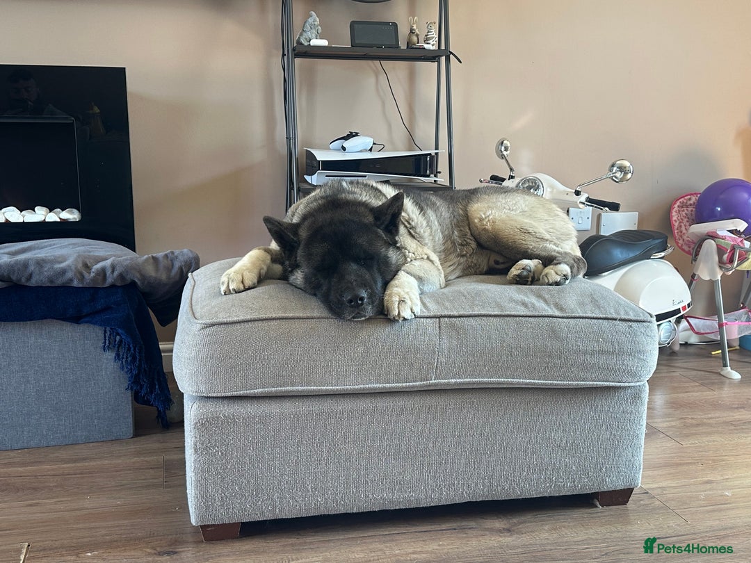 Akita dogs for sale: 4 year old Akita  - Image 7