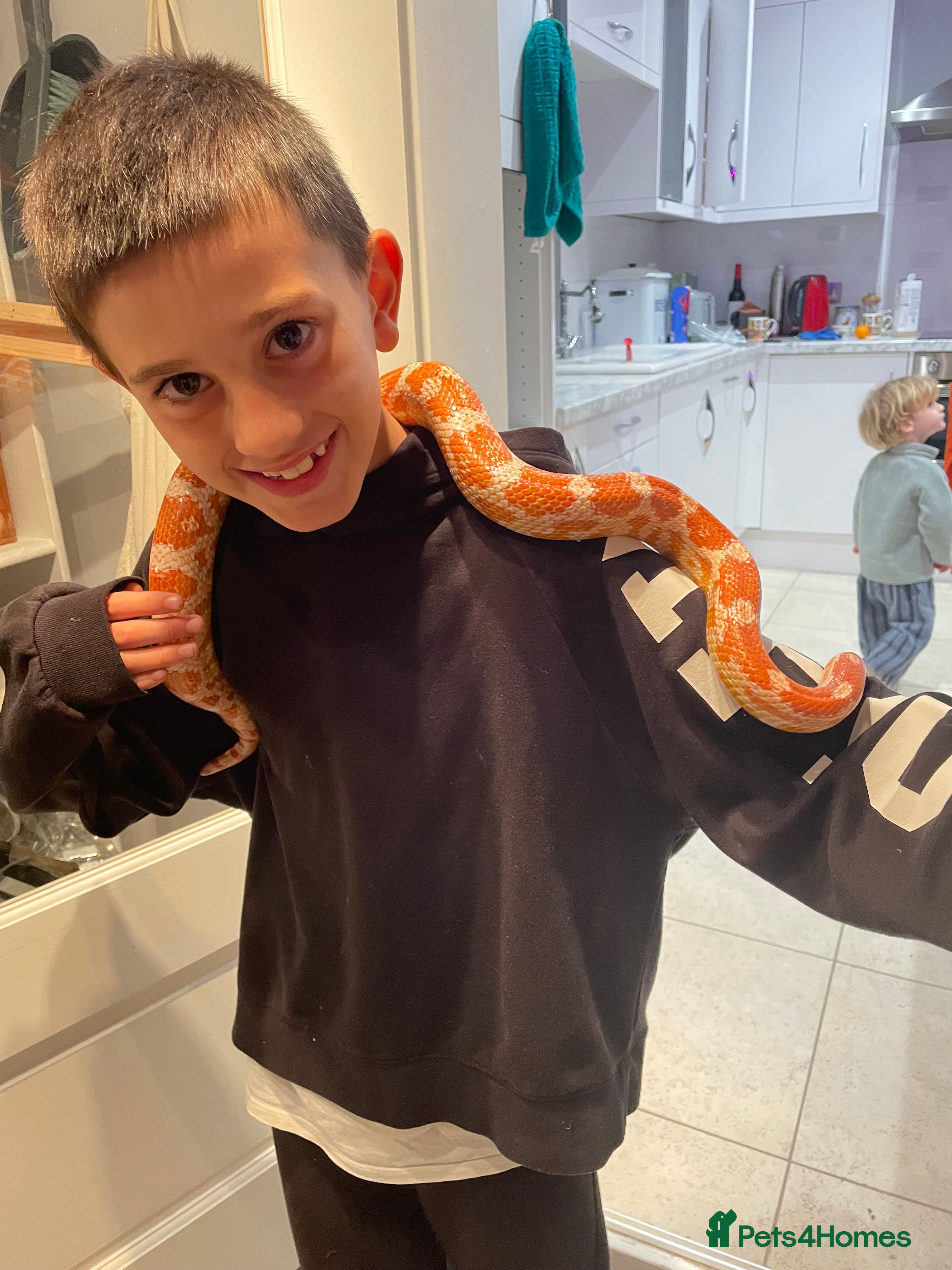 Corn Snake reptiles Albino Corn Snake - Advert 9