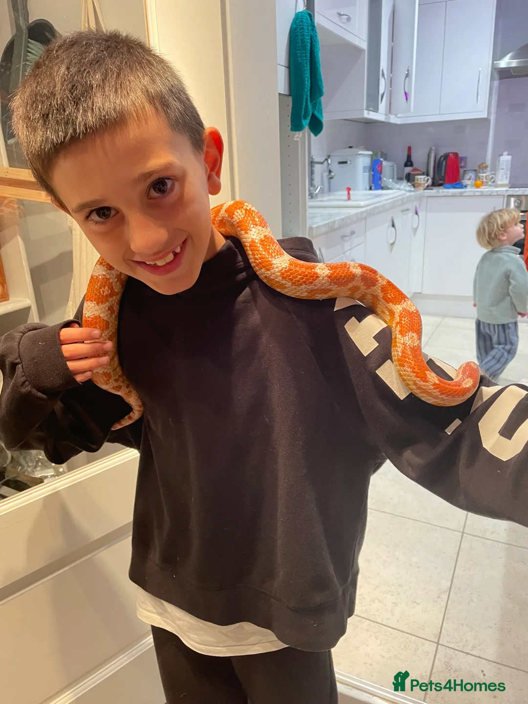 Corn Snake reptiles for sale: Albino Corn Snake - Advert 1