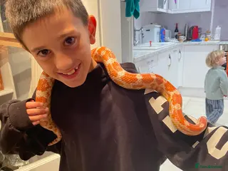Corn Snake reptiles Albino Corn Snake - Advert 9