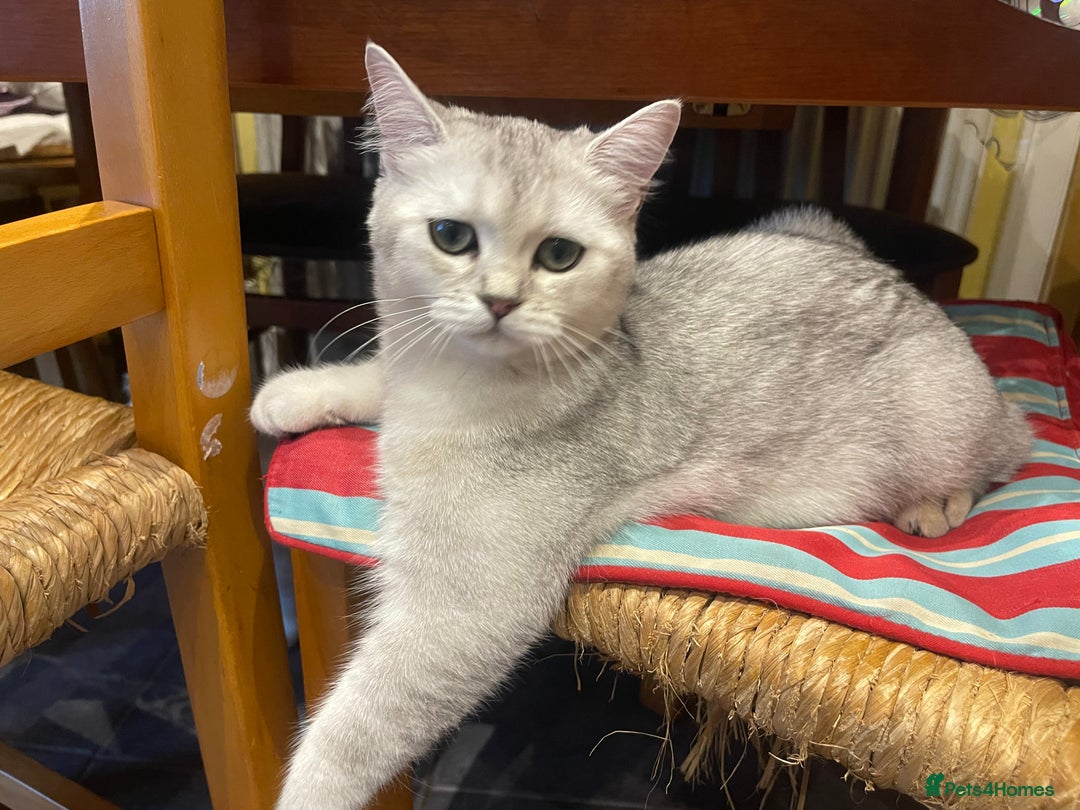 Scottish Fold cats for sale: Scottish fold - Image 11