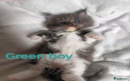 Ragcoon cats for sale: Amazing ragcoon kittens looking for lovely home  - Image 5