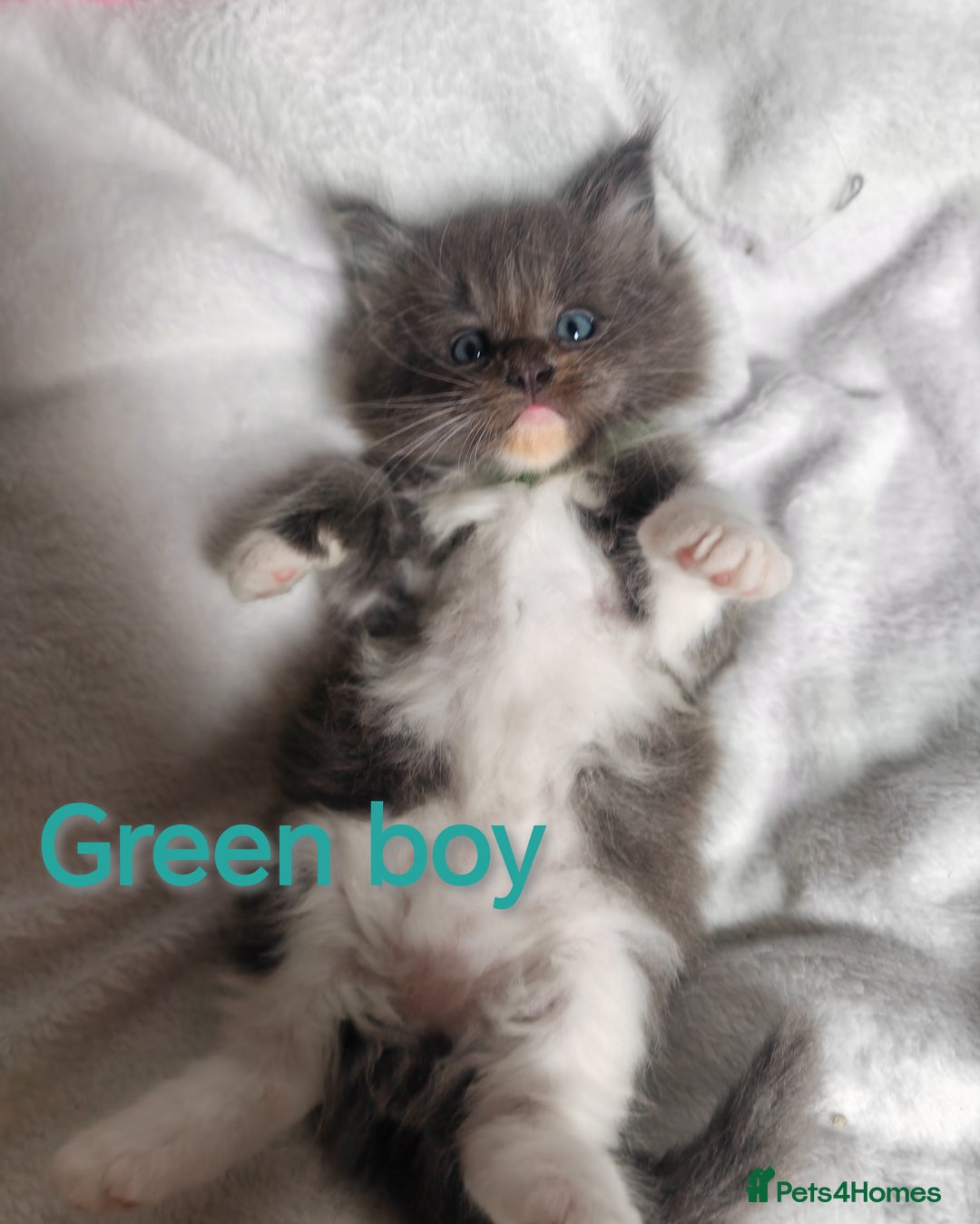 Ragcoon cats for sale: Amazing ragcoon kittens looking for lovely home  - Image 5
