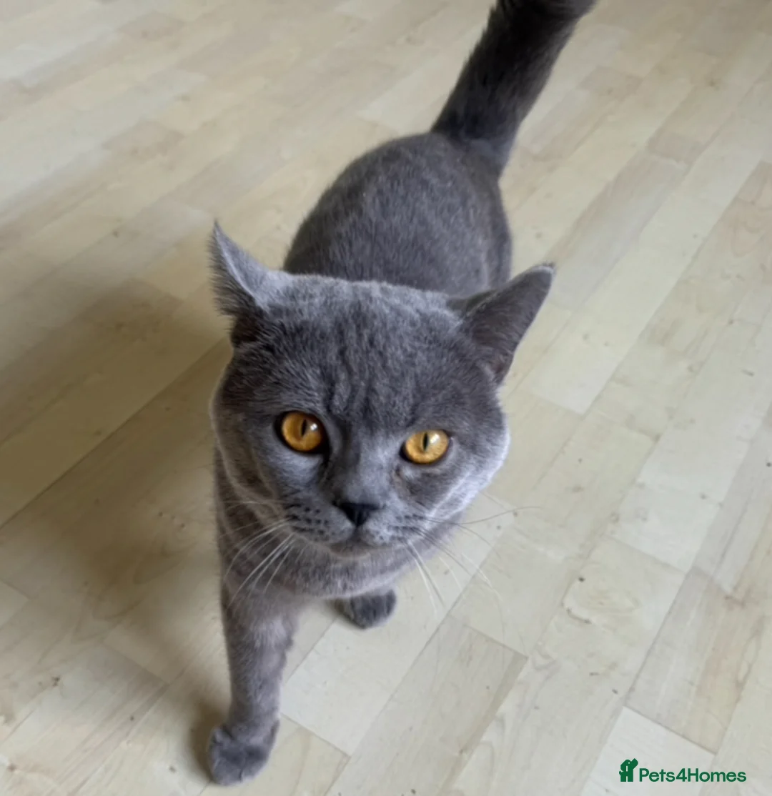 British Shorthair cats for sale: british shorthair male - Advert 1