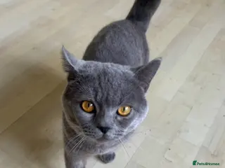 British Shorthair cats british shorthair male - Advert 2
