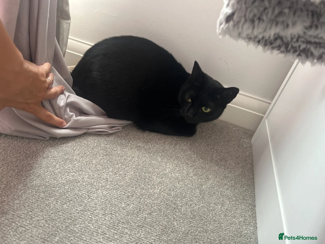 Domestic Shorthair cats for sale: Female cats - Advert 2