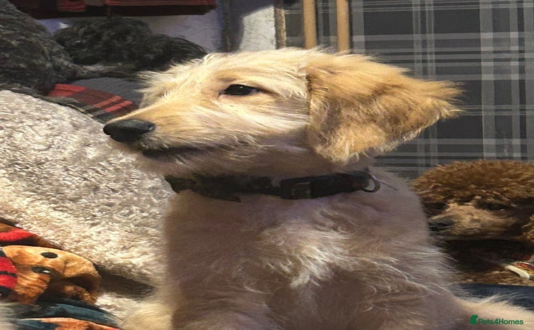 Goldendoodle dogs - Advert 1