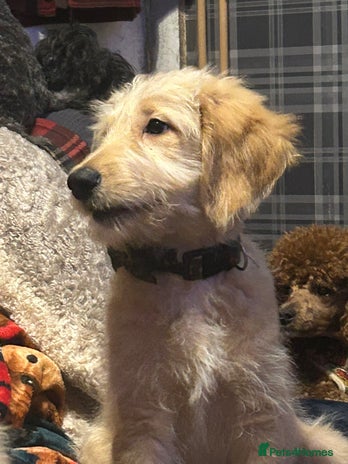 Goldendoodle dogs - Advert 1