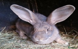 Continental Giant rabbits for sale: Continental Giant Babies  - Vaccinated - RESERVE  - Image 9