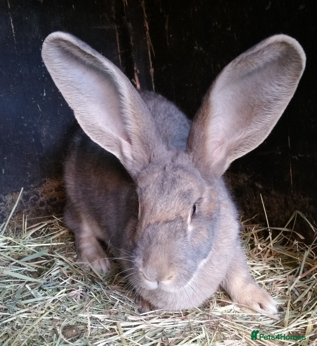 Continental Giant rabbits for sale: Continental Giant Babies  - Vaccinated - RESERVE  - Image 9