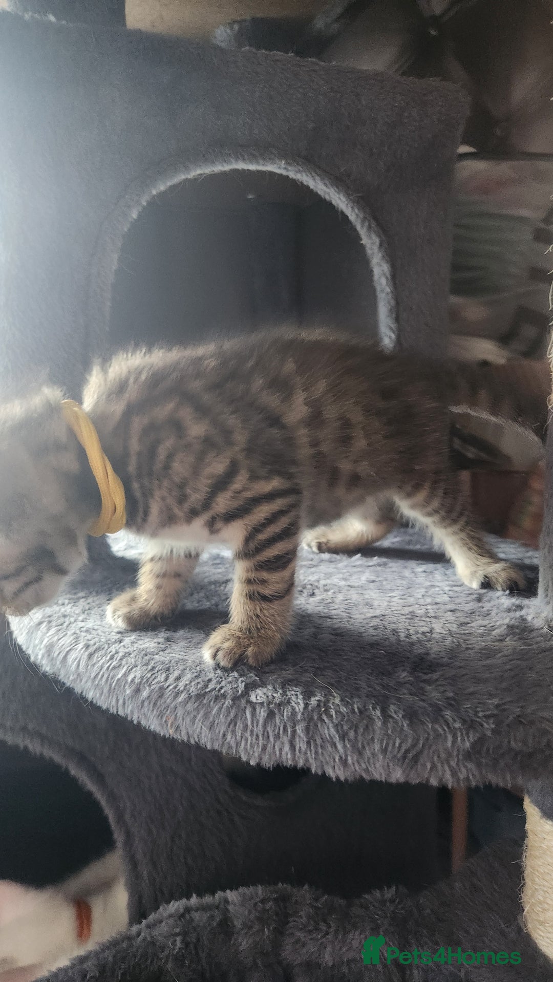 Turkish Angora cats for sale: Turkish angora cross Bengal  - Image 29