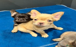 French Bulldog dogs for sale: LAST GIRL FLUFFY FRENCH BULLDOG PUPPY - Image 1
