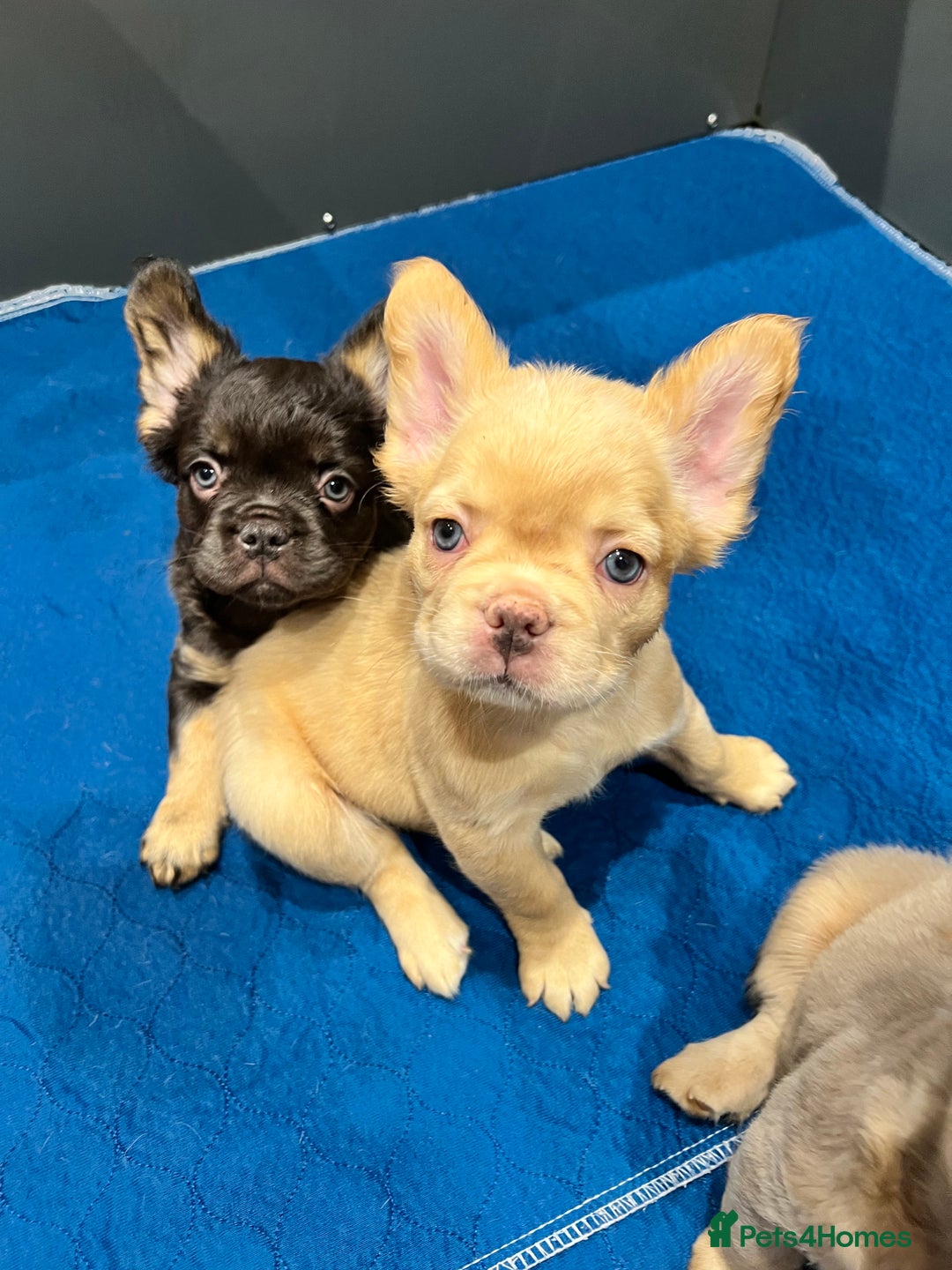 French Bulldog dogs for sale: LAST GIRL FLUFFY FRENCH BULLDOG PUPPY - Image 1