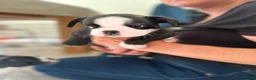Mixed Breed dogs for sale: Boston terrier cross puppies - Advert 7