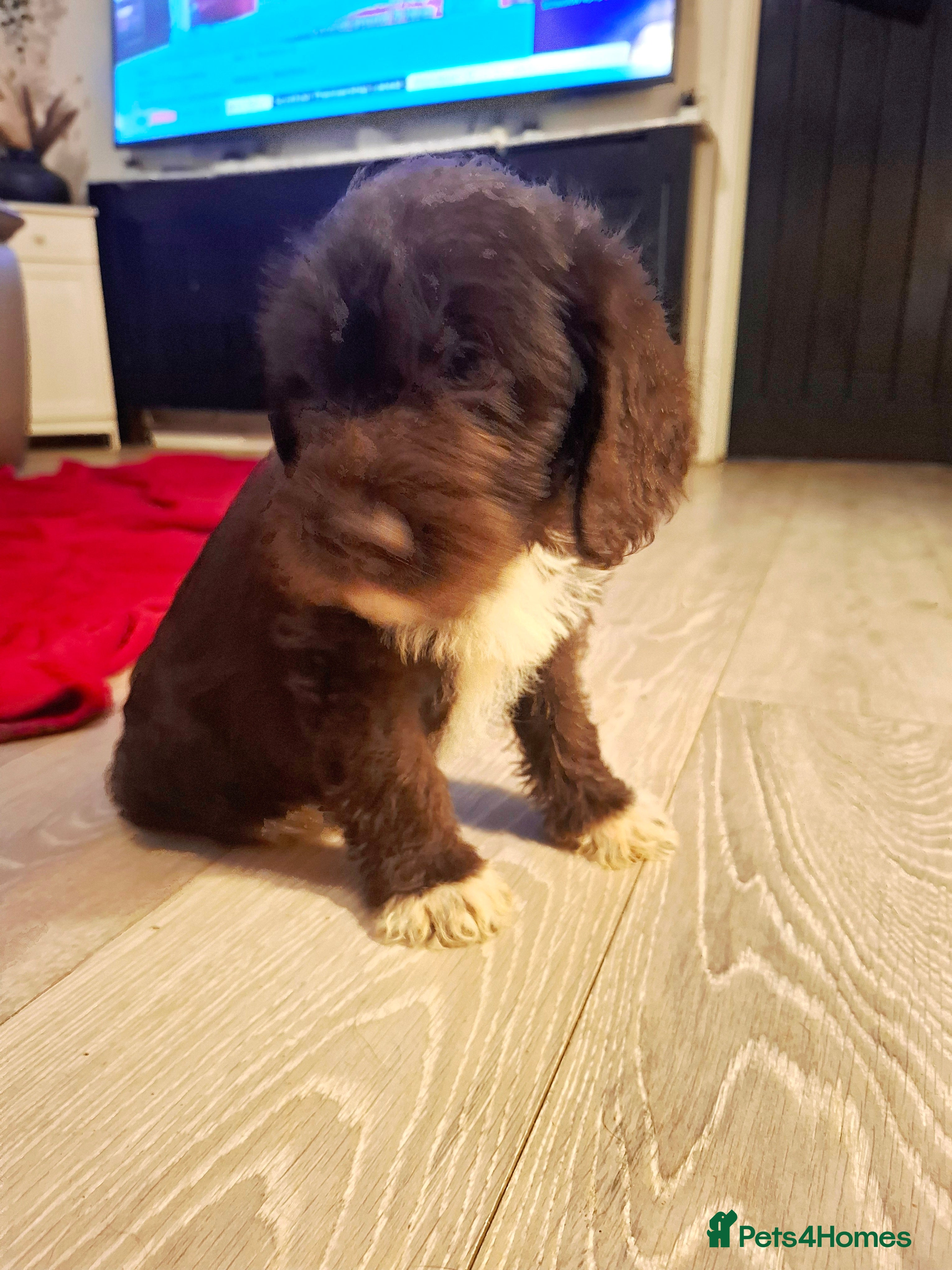 Labradoodle dogs Beautful labradoodle puppies available for sale  - Advert 5
