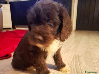 Labradoodle dogs Beautful labradoodle puppies available for sale - Advert 5