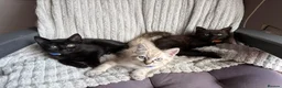 Mixed Breed cats for sale: 2 male 1 female  in Reading - Advert 2