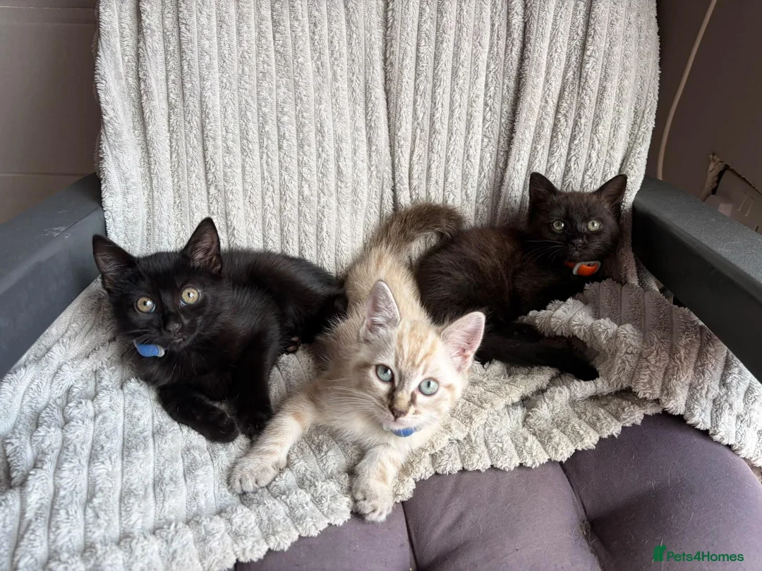 Mixed Breed cats for sale: 2 male 1 female  in Reading - Advert 2